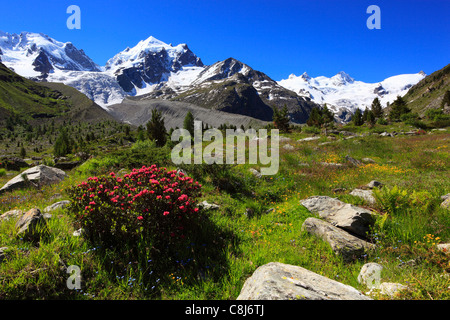 Alpi, Alpine rose, Alpine rose, montagna, panorama di montagna, fiori di montagna, montagne, la flora di montagna, Primavera in montagna, il monte Foto Stock