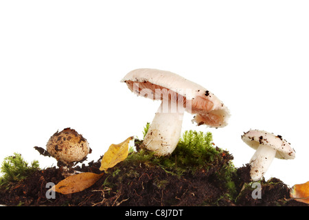 Gruppo di funghi di funghi selvatici, toadstool e puff ball tra il muschio e foglie di autunno Foto Stock