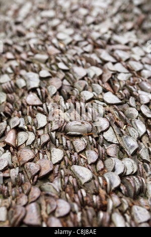 [Money Tree], "close up " di monete nella corteccia, "Aira Force', 'Lake District', Cumbria, England, Regno Unito Foto Stock
