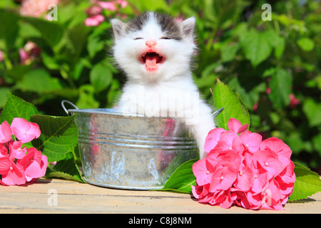 3 settimane, fiori, fiori, giardino, house, casa, animali, animale domestico, pet, giovani, gatto, brocca gattino, stanchezza, tigre, Tigerli, Foto Stock