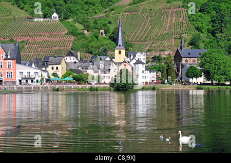 Alf, Cochem, Germania, Europa, paesaggio fluviale, della Mosella, villaggio, Palatinato Foto Stock
