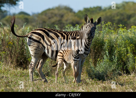 La madre e il bambino pianure zebra in Sud Africa Foto Stock