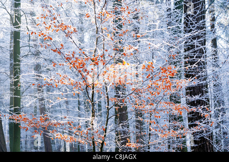 Germania, Odenwald: alberi congelati a Hirschberg foresta in Limbach Baden Foto Stock