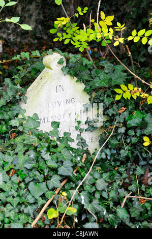 Una vecchia lastra tombale coperta di edera a Stamford, Inghilterra. Foto Stock