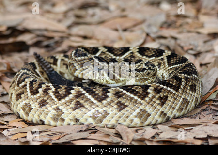 Eastern Diamondback Rattlesnake (Crotalus adamanteus) in Florida Foto Stock