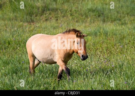 Cavallo di Przewalski in un campo in Mongolia Foto Stock