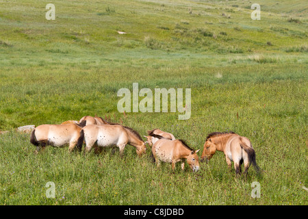 Przewalski cavalli in un campo in Mongolia Foto Stock