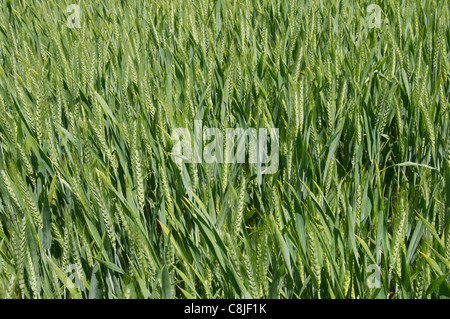 Campo di grano quasi pronto per la mietitura Foto Stock