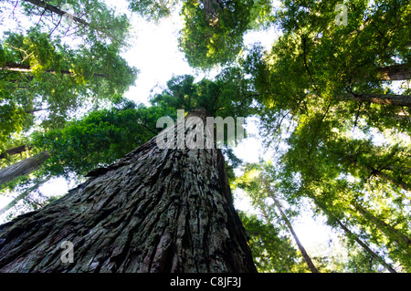Vista della California torreggianti alberi di sequoia cercando attraverso le foglie Foto Stock