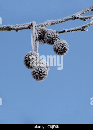 Rime di brina sui semi platan Foto Stock