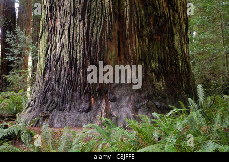 CALIFORNIA - Base di un gigantesco albero di sequoia in Stout Grove at Jedediah Smith Redwoods State Park. Foto Stock