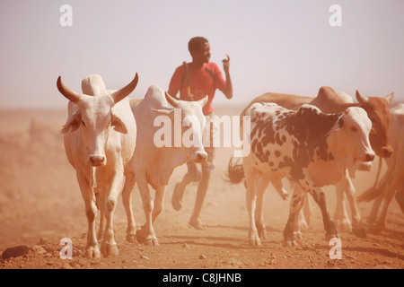 Bovini herder nel nord del Kenya sulla strada tra Isiolo e Marsabit Foto Stock