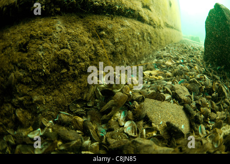 White artigliato il gambero di fiume a Stoney Cove di Leicester, sono solo gamberi nativi Foto Stock