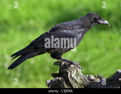 Corvo il Carrion Crow (latino: Corvus Corone Corone) solitario residente britannico bird diffidare di contatto umano e di godere di notevole intelligenza. Foto Stock