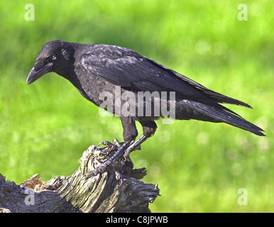 Corvo il Carrion Crow (latino: Corvus Corone Corone) solitario residente britannico bird diffidare di contatto umano e di godere di notevole intelligenza. Foto Stock