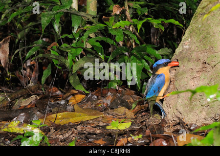 Buff-breasted Paradise Kingfisher Tanysiptera sylvia fotografato in North Queensland, Australia Foto Stock