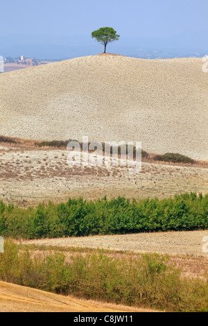 Un pino in Toscana su una collina Foto Stock