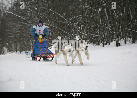 Racing cani husky Foto Stock