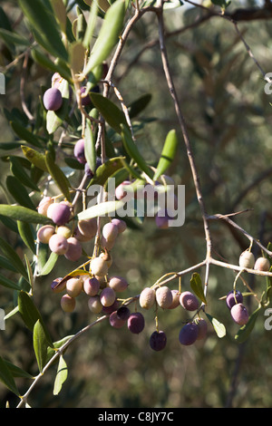 Olive nere la maturazione sulla struttura ad albero Foto Stock