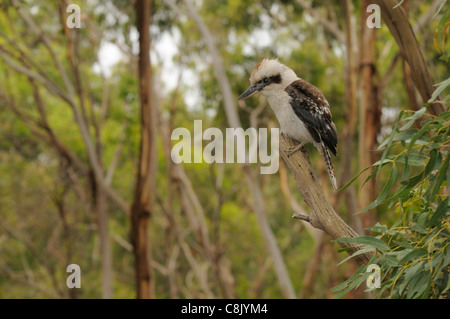 Ridendo Kookaburra Dacelo novaeguineae fotografato in Victoria, Australia Foto Stock