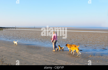 Camminatore del cane che prende 4 cani per una passeggiata lungo la spiaggia a bassa marea su West Wittering Beach, Nr. Chichester, West Sussex, Inghilterra, Regno Unito Foto Stock