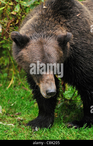 Un orso grizzly che guarda lontano con un atteggiamento aggressivo l'espressione del viso. Foto Stock