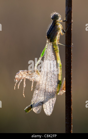 Appena emerse fanciulla fly si asciuga fuori nel sole di mattina in un stagno in Somerset Foto Stock