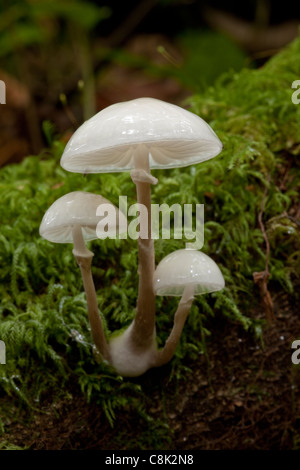 La porcellana fungo cresce sul ramo caduto nel bosco a kennel vale la Cornovaglia Foto Stock