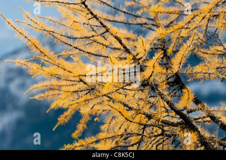 Il larice aghi di pino trasformato in oro Ott. Il Parco Nazionale di Banff. Lo stato di Alberta. Canada, Ottobre 2011 Foto Stock