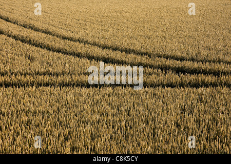 Tracce di pneumatici nel campo di grano Foto Stock