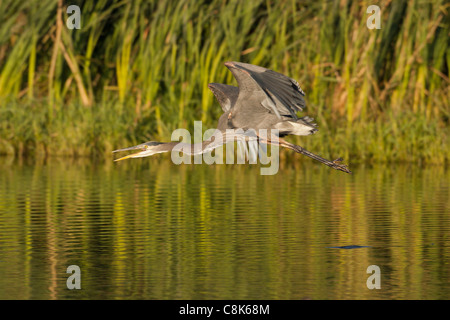 Airone blu in volo sopra il lago-Victoria, British Columbia, Canada. Foto Stock