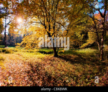 DE - Baviera: Autunno nel castello di Nymphenburg Park, Monaco di Baviera Foto Stock