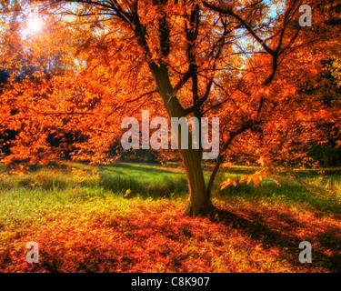 DE - Baviera: Autunno nel castello di Nymphenburg Park, Monaco di Baviera (HDR-immagine) Foto Stock