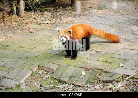 Panda rosso (Ailurus fulgens o shining-CAT), un piccolo mammifero arboree native di Himalaya orientale e sud-ovest della Cina. Foto Stock