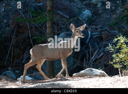 Adulto mulo cari sul Monte Whitney, California Foto Stock