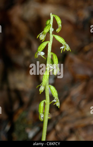 Coralroot Orchidea (Corallorhiza trifida) Foto Stock