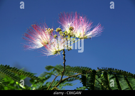 Albizia julibrissin, seta tree Foto Stock