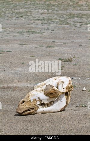 Imbianchiti cranio del cammello nel deserto del Gobi in Mongolia Foto Stock