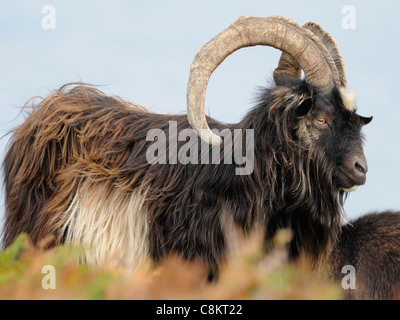 Uno studio attento di un maschio di capra selvatici ( Capra aegagrus hircus ) Foto Stock