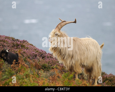 Un maschio di capra selvatici ( Capra aegagrus hircus ) visualizza una femmina. Foto Stock