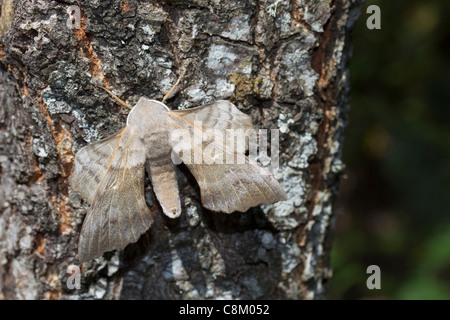 Il PIOPPO Hawkmoth (Laothoe populi) Foto Stock