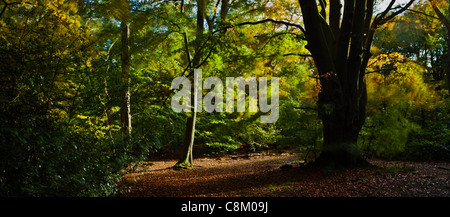 Colore di autunno nella Foresta di Epping Foto Stock