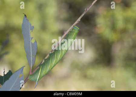 Eyed Hawkmoth (Smerinthus ocellata) Foto Stock