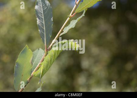 Eyed Hawkmoth (Smerinthus ocellata) Foto Stock