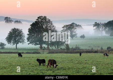Bestiame pascolo in campi di autunno nebbiosa vicino a Fewston nello Yorkshire, Inghilterra Foto Stock