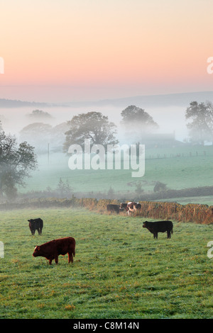 Bestiame pascolo in campi di autunno nebbiosa vicino a Fewston nello Yorkshire, Inghilterra Foto Stock