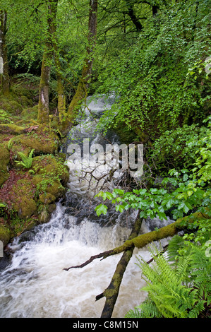 Un torrente di montagna precipita verso Glen Creran in Scozia occidentale Foto Stock