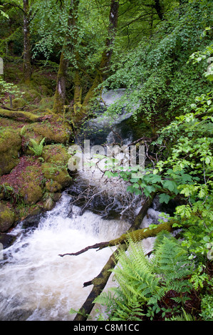 Un torrente di montagna precipita verso Glen Creran in Scozia occidentale Foto Stock