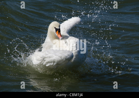 Un cigno spruzzi in un fiume Foto Stock