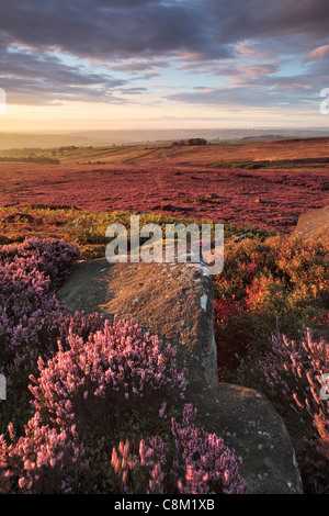 Viola luminoso heather in Nidderdale come si vede dalla rupe alta cresta vicino ponte Pateley e serre nello Yorkshire, Inghilterra Foto Stock